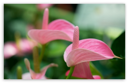 Pink Anthurium UltraHD Wallpaper for HD 16:9 ; Widescreen 16:10 5:3 ; Fullscreen 4:3 5:4 3:2 ; Tablet 1:1 ; Dual 5:4 ;