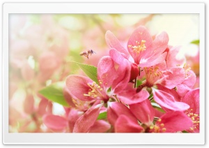 Pink Apple Flowers Ultra HD Wallpaper for 4K UHD Widescreen desktop, tablet & smartphone