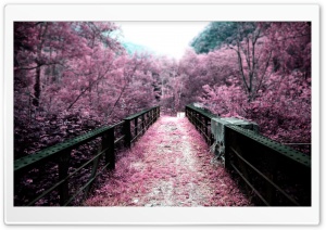 Pink Autumn Ultra HD Wallpaper for 4K UHD Widescreen desktop, tablet & smartphone