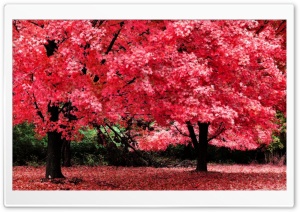 Pink Autumn Foliage Ultra HD Wallpaper for 4K UHD Widescreen desktop, tablet & smartphone