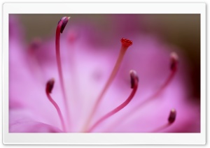 Pink Azalea Ultra HD Wallpaper for 4K UHD Widescreen desktop, tablet & smartphone