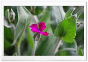 Pink Bloom Ultra HD Wallpaper for 4K UHD Widescreen desktop, tablet & smartphone