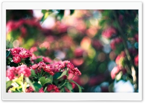 Pink Blossom And Green Bokeh Ultra HD Wallpaper for 4K UHD Widescreen desktop, tablet & smartphone