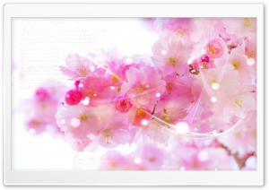 Pink Blossom Flowers Ultra HD Wallpaper for 4K UHD Widescreen desktop, tablet & smartphone