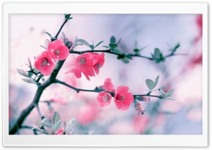 Pink Blossom Flowers, Spring Ultra HD Wallpaper for 4K UHD Widescreen desktop, tablet & smartphone