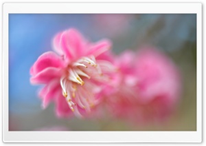 Pink Blossom Macro Ultra HD Wallpaper for 4K UHD Widescreen desktop, tablet & smartphone