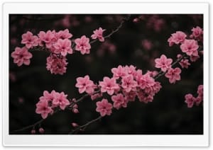 Pink Blossom Tree Branches 4K UHD Wallpaper for Widescreen and UltraWide Desktop, UltraHD TV, Smartphone, Tablet