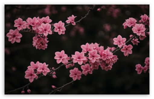 Pink Blossom Tree Branches UltraHD Wallpaper for UHD 16:9 ; HD 16:9 ; UltraWide 21:9 24:10 ; Widescreen 16:10 ; Tablet 1:1 ;