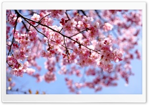 Pink Blossoms on Tree Branches 4K UHD Wallpaper for Widescreen and UltraWide Desktop, UltraHD TV, Smartphone, Tablet