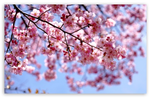 Pink Blossoms on Tree Branches UltraHD Wallpaper for UHD 16:9 ; HD 16:9 ; UltraWide 21:9 24:10 ; Widescreen 16:10 5:3 ; Fullscreen 4:3 5:4 3:2 ; Tablet 1:1 ; Mobile 9:16 9:19.5 9:20 9:21 9:22 10:16 2:3 3:5 3:4 ;