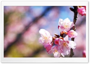 Pink Blossoms, Spring Ultra HD Wallpaper for 4K UHD Widescreen desktop, tablet & smartphone