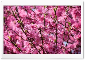 Pink Blossoms Tree Ultra HD Wallpaper for 4K UHD Widescreen desktop, tablet & smartphone