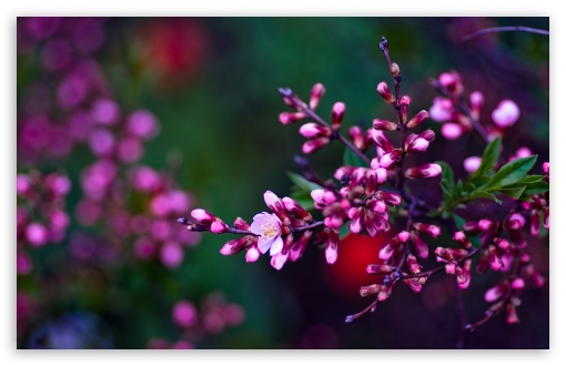 Pink Buds UltraHD Wallpaper for UHD 16:9 ; HD 16:9 ; UltraWide 32:9 32:10 ; Widescreen 16:10 5:3 ; Fullscreen 4:3 5:4 3:2 ; Tablet 1:1 ; Mobile 3:5 3:4 ; Dual 16:10 5:3 16:9 4:3 5:4 ;