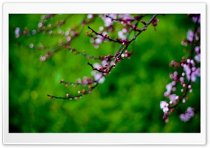 Pink Buds, Bokeh Ultra HD Wallpaper for 4K UHD Widescreen desktop, tablet & smartphone
