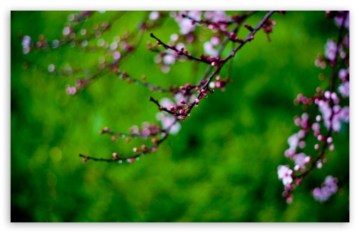 Pink Buds, Bokeh UltraHD Wallpaper for HD 16:9 ; Widescreen 16:10 5:3 ; Fullscreen 4:3 5:4 3:2 ; Tablet 1:1 ; Mobile 3:5 3:4 ; Dual 16:10 5:3 16:9 4:3 5:4 ;