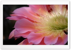 Pink Cactus Flower Ultra HD Wallpaper for 4K UHD Widescreen desktop, tablet & smartphone