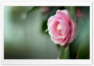 Pink Camellia Flower Ultra HD Wallpaper for 4K UHD Widescreen desktop, tablet & smartphone