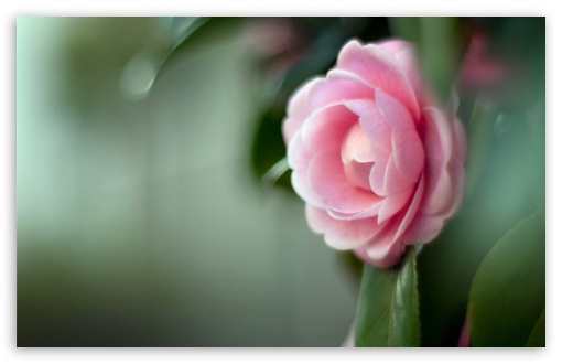 Pink Camellia Flower UltraHD Wallpaper for Widescreen 16:10 WHXGA WQXGA WUXGA WXGA ;