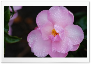 Pink Camellia Flower Macro Ultra HD Wallpaper for 4K UHD Widescreen desktop, tablet & smartphone