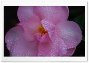 Pink Camellia Flower, Water Drops, Macro Ultra HD Wallpaper for 4K UHD Widescreen desktop, tablet & smartphone