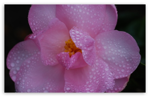 Pink Camellia Flower, Water Drops, Macro UltraHD Wallpaper for Wide 16:10 5:3 Widescreen WHXGA WQXGA WUXGA WXGA WGA ; UltraWide 21:9 24:10 ; 8K UHD TV 16:9 Ultra High Definition 2160p 1440p 1080p 900p 720p ; UHD 16:9 2160p 1440p 1080p 900p 720p ; Standard 4:3 5:4 3:2 Fullscreen UXGA XGA SVGA QSXGA SXGA DVGA HVGA HQVGA ( Apple PowerBook G4 iPhone 4 3G 3GS iPod Touch ) ; Smartphone 16:9 3:2 5:3 2160p 1440p 1080p 900p 720p DVGA HVGA HQVGA ( Apple PowerBook G4 iPhone 4 3G 3GS iPod Touch ) WGA ; Tablet 1:1 ; iPad 1/2/Mini ; Mobile 4:3 5:3 3:2 16:9 5:4 - UXGA XGA SVGA WGA DVGA HVGA HQVGA ( Apple PowerBook G4 iPhone 4 3G 3GS iPod Touch ) 2160p 1440p 1080p 900p 720p QSXGA SXGA ; Dual 16:10 5:3 16:9 4:3 5:4 3:2 WHXGA WQXGA WUXGA WXGA WGA 2160p 1440p 1080p 900p 720p UXGA XGA SVGA QSXGA SXGA DVGA HVGA HQVGA ( Apple PowerBook G4 iPhone 4 3G 3GS iPod Touch ) ;