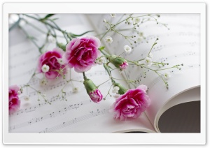 Pink Carnation Ultra HD Wallpaper for 4K UHD Widescreen desktop, tablet & smartphone