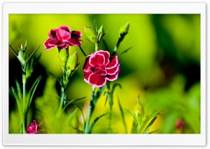 Pink Carnation Flowers Ultra HD Wallpaper for 4K UHD Widescreen desktop, tablet & smartphone