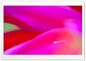Pink Cereus Cactus Flower Macro Ultra HD Wallpaper for 4K UHD Widescreen desktop, tablet & smartphone