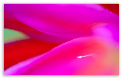 Pink Cereus Cactus Flower Macro UltraHD Wallpaper for Wide 16:10 5:3 Widescreen WHXGA WQXGA WUXGA WXGA WGA ; UltraWide 21:9 24:10 ; 8K UHD TV 16:9 Ultra High Definition 2160p 1440p 1080p 900p 720p ; UHD 16:9 2160p 1440p 1080p 900p 720p ; Standard 4:3 5:4 3:2 Fullscreen UXGA XGA SVGA QSXGA SXGA DVGA HVGA HQVGA ( Apple PowerBook G4 iPhone 4 3G 3GS iPod Touch ) ; Smartphone 16:9 3:2 5:3 2160p 1440p 1080p 900p 720p DVGA HVGA HQVGA ( Apple PowerBook G4 iPhone 4 3G 3GS iPod Touch ) WGA ; Tablet 1:1 ; iPad 1/2/Mini ; Mobile 4:3 5:3 3:2 16:9 5:4 - UXGA XGA SVGA WGA DVGA HVGA HQVGA ( Apple PowerBook G4 iPhone 4 3G 3GS iPod Touch ) 2160p 1440p 1080p 900p 720p QSXGA SXGA ; Dual 16:10 5:3 16:9 4:3 5:4 3:2 WHXGA WQXGA WUXGA WXGA WGA 2160p 1440p 1080p 900p 720p UXGA XGA SVGA QSXGA SXGA DVGA HVGA HQVGA ( Apple PowerBook G4 iPhone 4 3G 3GS iPod Touch ) ; Triple 16:10 5:3 16:9 4:3 5:4 3:2 WHXGA WQXGA WUXGA WXGA WGA 2160p 1440p 1080p 900p 720p UXGA XGA SVGA QSXGA SXGA DVGA HVGA HQVGA ( Apple PowerBook G4 iPhone 4 3G 3GS iPod Touch ) ;