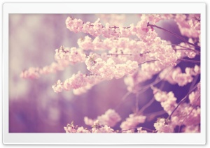 Pink Cherry Blossom Ultra HD Wallpaper for 4K UHD Widescreen desktop, tablet & smartphone