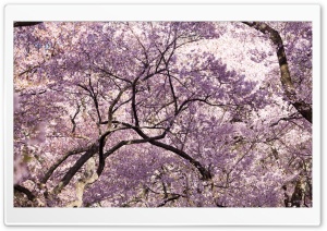 Pink Cherry Blossom Tree Japan Ultra HD Wallpaper for 4K UHD Widescreen desktop, tablet & smartphone