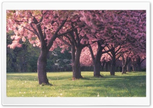 Pink Cherry Blossoms Ultra HD Wallpaper for 4K UHD Widescreen desktop, tablet & smartphone