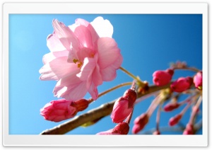 Pink Cherry Buds Ultra HD Wallpaper for 4K UHD Widescreen desktop, tablet & smartphone