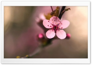 Pink Cherry Flower Macro Ultra HD Wallpaper for 4K UHD Widescreen desktop, tablet & smartphone