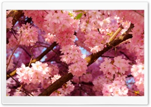Pink Cherry Flowers Ultra HD Wallpaper for 4K UHD Widescreen desktop, tablet & smartphone