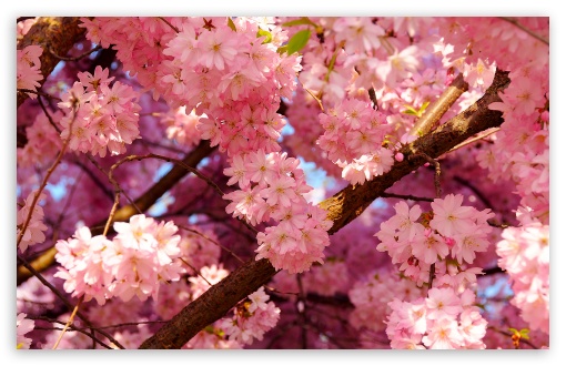 Pink Cherry Flowers Ultra HD Desktop Background Wallpaper for 4K UHD TV ...