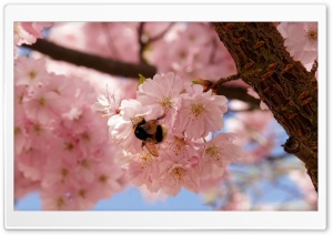 Pink Cherry Flowers, Spring Ultra HD Wallpaper for 4K UHD Widescreen desktop, tablet & smartphone