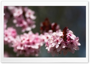 Pink Cherry Plum Blossoms Ultra HD Wallpaper for 4K UHD Widescreen desktop, tablet & smartphone