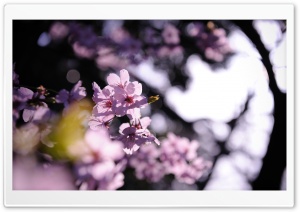 Pink Cherry Plum Flowers Ultra HD Wallpaper for 4K UHD Widescreen desktop, tablet & smartphone