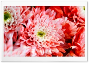 Pink Chrysanthemum Ultra HD Wallpaper for 4K UHD Widescreen desktop, tablet & smartphone