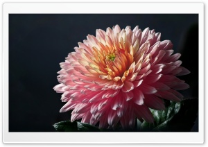 Pink Chrysanthemum Flower 4K UHD Wallpaper for Widescreen and UltraWide Desktop, UltraHD TV, Smartphone, Tablet