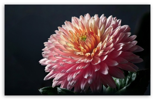 Pink Chrysanthemum Flower UltraHD Wallpaper for UHD 16:9 ; HD 16:9 ; UltraWide 21:9 24:10 ; Widescreen 16:10 5:3 ; Fullscreen 4:3 5:4 3:2 ; Tablet 1:1 ;