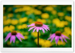 Pink Coneflower Ultra HD Wallpaper for 4K UHD Widescreen desktop, tablet & smartphone