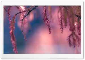 Pink Conifer Tree Branch Ultra HD Wallpaper for 4K UHD Widescreen desktop, tablet & smartphone