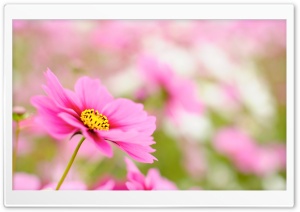 Pink Cosmos Ultra HD Wallpaper for 4K UHD Widescreen desktop, tablet & smartphone