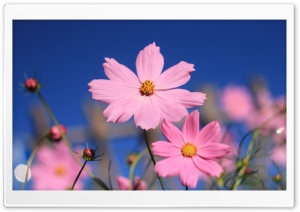Pink Cosmos Ultra HD Wallpaper for 4K UHD Widescreen desktop, tablet & smartphone