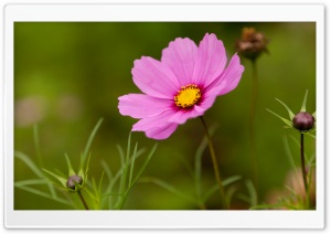 Pink Cosmos Flower Ultra HD Wallpaper for 4K UHD Widescreen desktop, tablet & smartphone