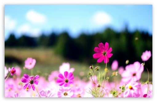 Pink Cosmos Flowers UltraHD Wallpaper for 8K UHD TV 16:9 Ultra High Definition 2160p 1440p 1080p 900p 720p ; Widescreen 16:10 5:3 WHXGA WQXGA WUXGA WXGA WGA ; Fullscreen 4:3 5:4 3:2 UXGA XGA SVGA QSXGA SXGA DVGA HVGA HQVGA ( Apple PowerBook G4 iPhone 4 3G 3GS iPod Touch ) ; Tablet 1:1 ; Mobile 3:5 3:4 - ;