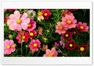 Pink Cosmos Flowers Ultra HD Wallpaper for 4K UHD Widescreen Desktop, Lockscreen, Screensaver, TV, Tablet, Smartphone