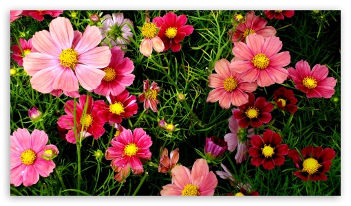 Pink Cosmos Flowers UltraHD Wallpaper for HD 16:9 ;